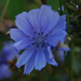 Cichorium intybus
