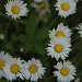 Bellis perennis